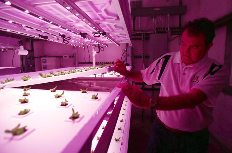 Growing under the lights