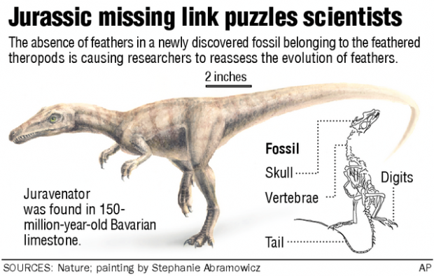 Dino fossil raises some fine feathered questions