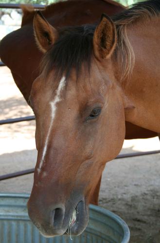 Adopt A Friend: Little Deuce