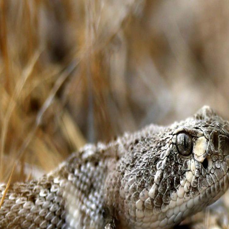 Science Of A Slithering Slumber Rattlesnakes Settle In For Winter