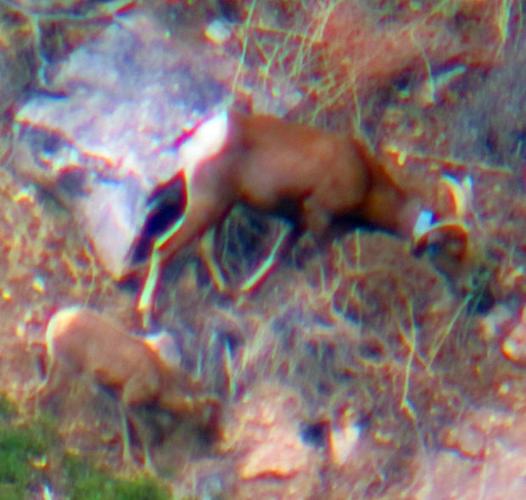 2 bighorn lambs spotted in Tucson's Santa Catalina Mountains