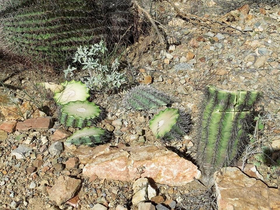 Saguaro vandalism