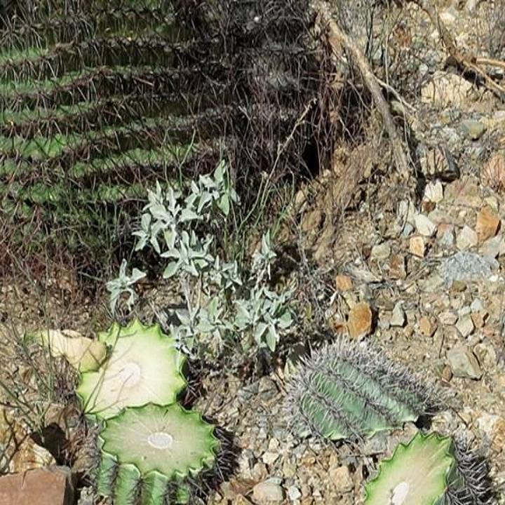 Cacti Vandalized In Saguaro National Park Local News Tucson Com