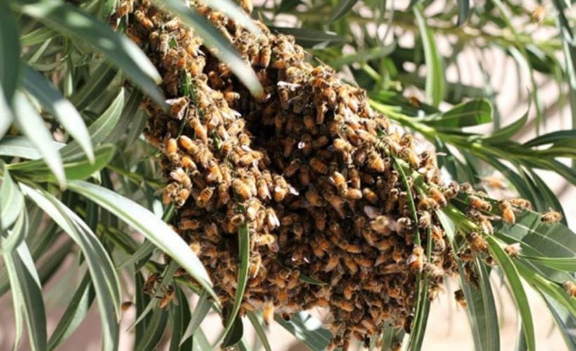 Bees-2022.jpg