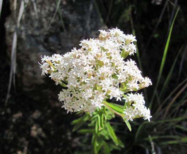 White wildflowers