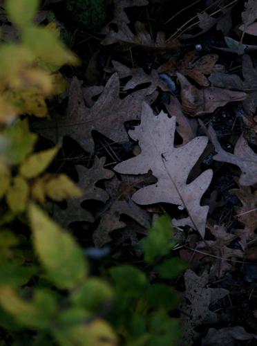 Fall colors on Mount Lemmon