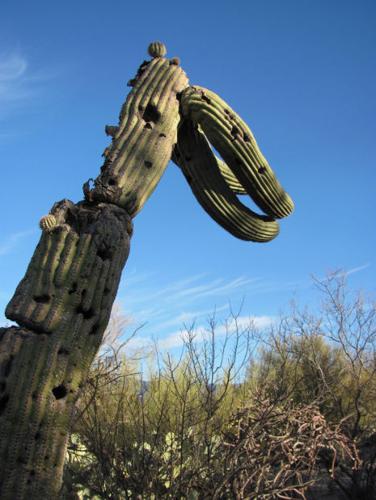 Fearsome 'saguarosaurus' poised in desert, set to strike    