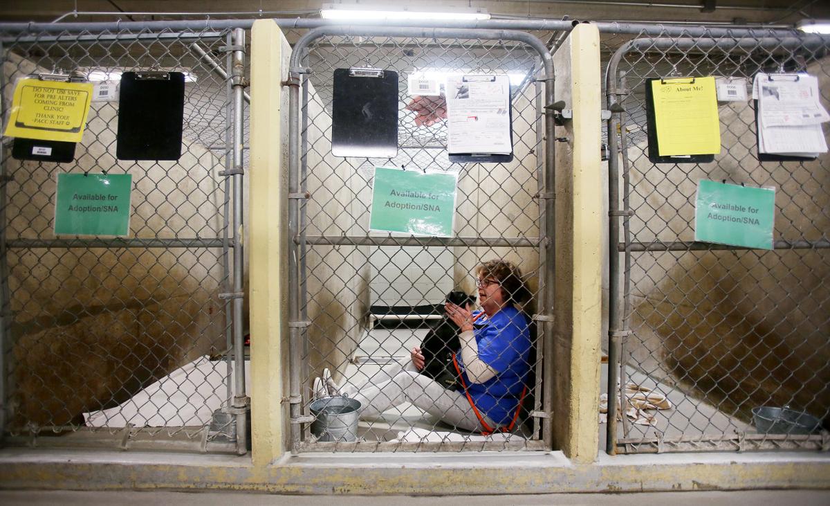 Photos Pima Animal Care Center Galleries