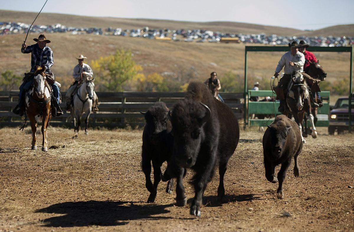 Photos Buffalo roundup