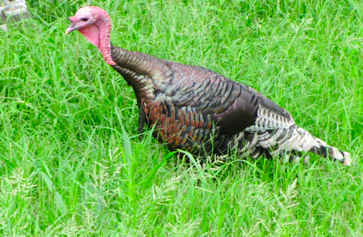 Wild turkey in Madera Canyon