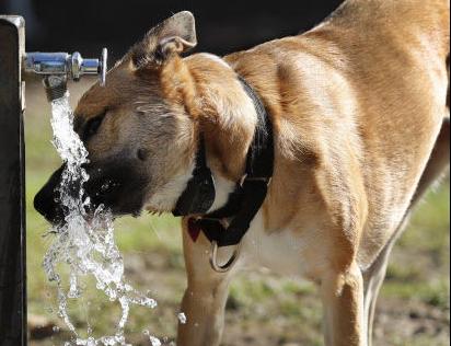 dog drinking