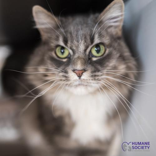 Adopt a friend: Kati