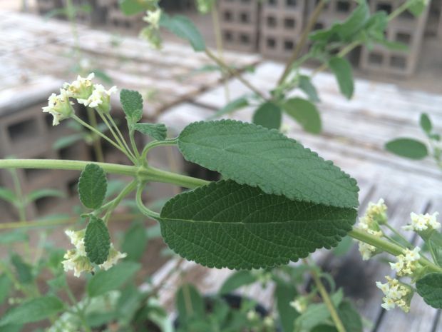 28 HL Organic