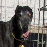 Adopt a friend: Zara