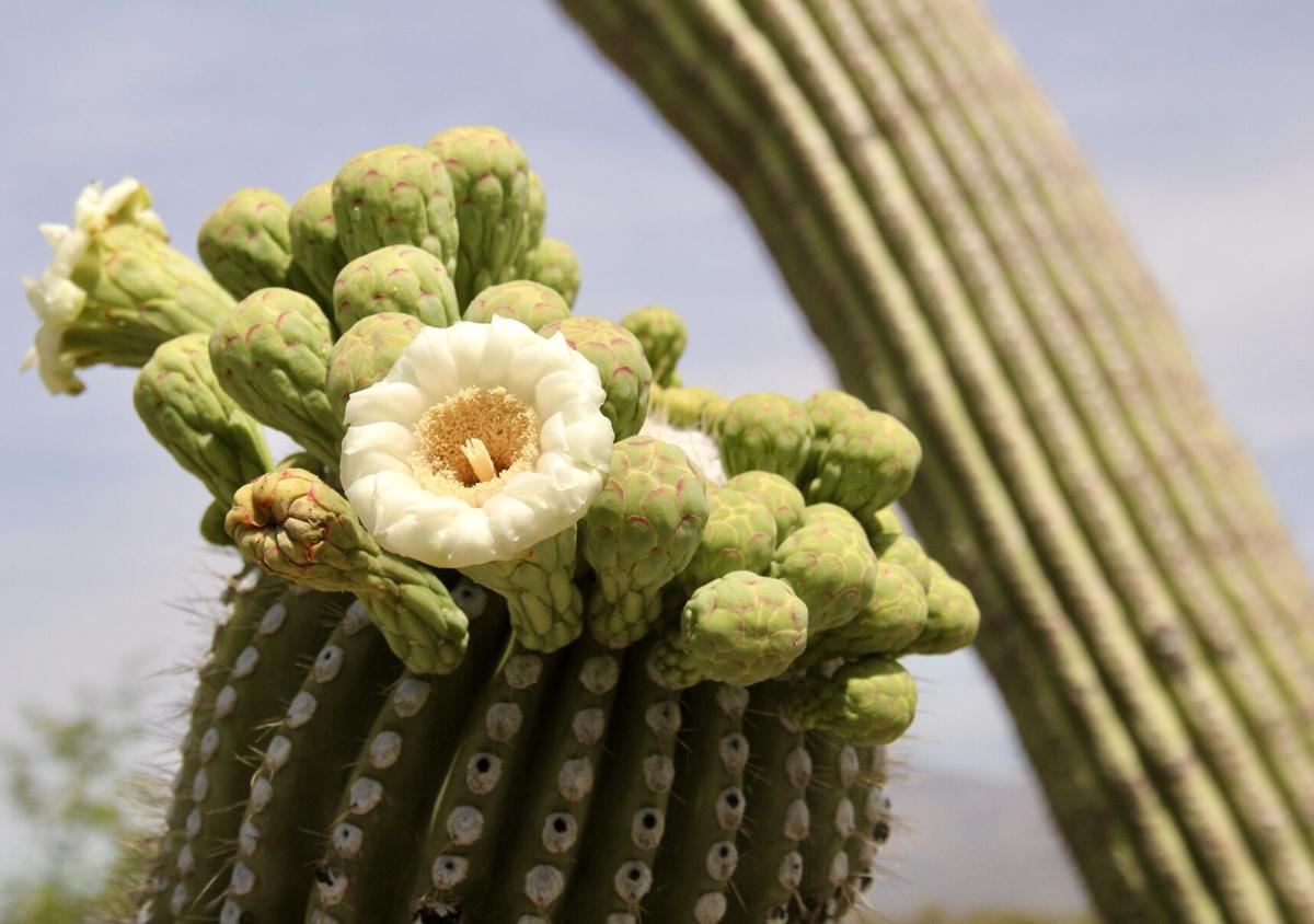 Saguaro Blooms 2023