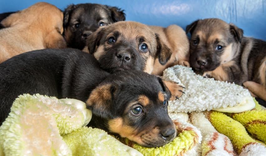PACC Puppies 2017