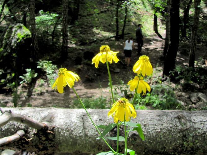 Hikers and wildflowers