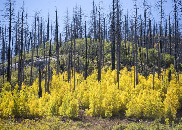 Fall colors on Mount Lemmon