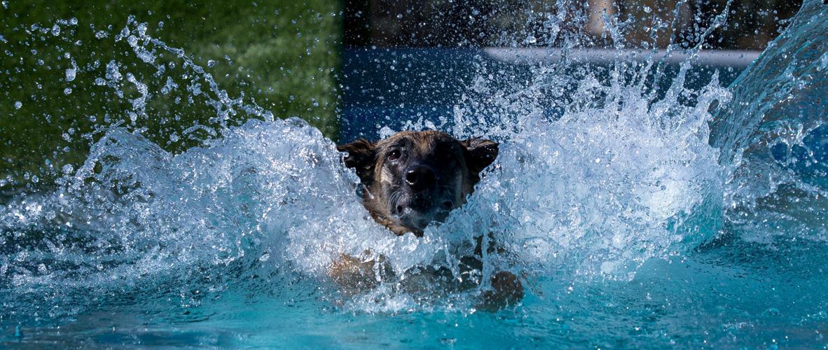 Diving Dogs at Elevate Dog Center