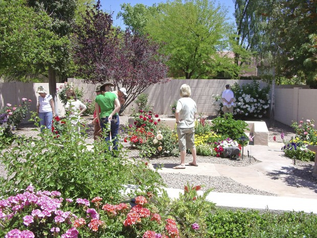 Have your desert garden coming up roses   