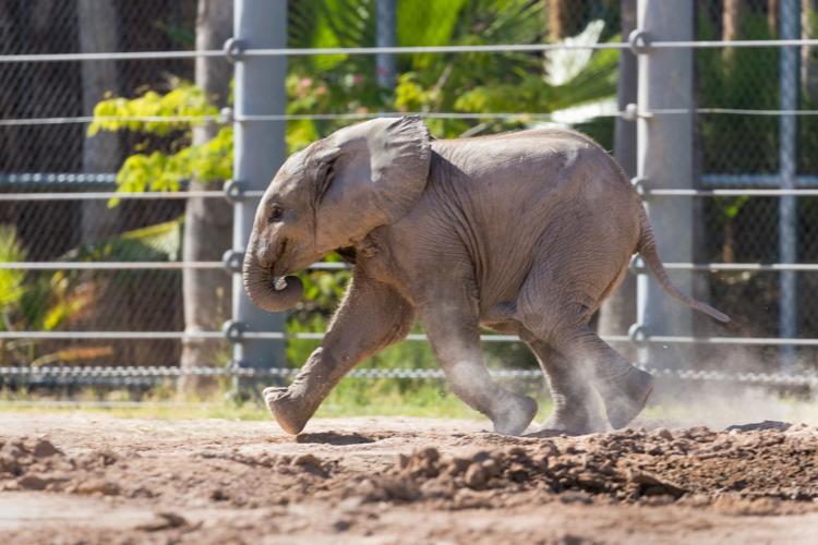 Reid Park Zoo, baby elephant