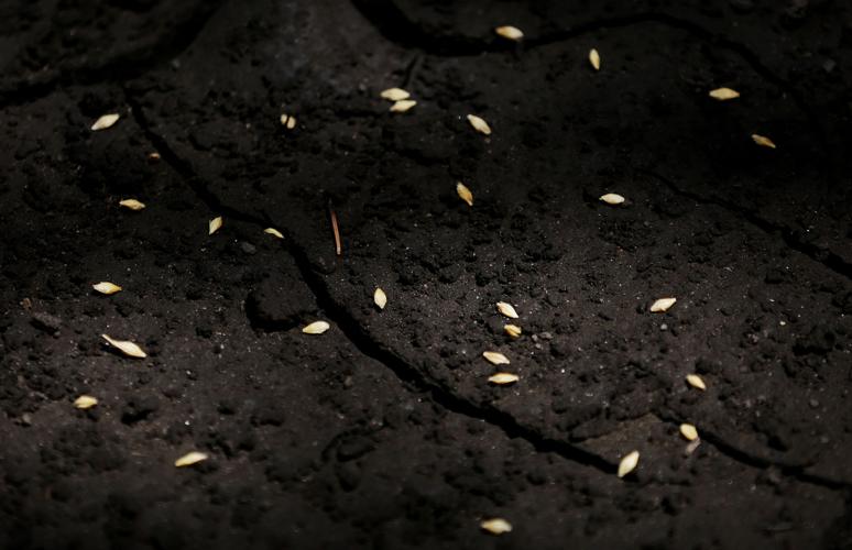 Frye Fire recovery on Mt. Graham