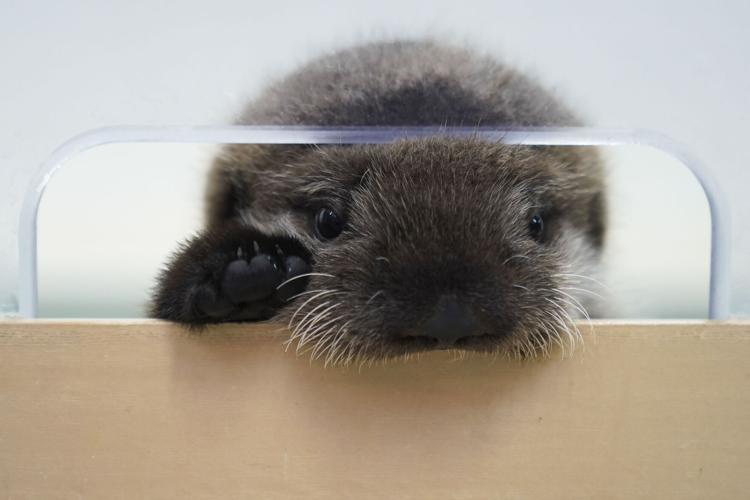 Chicago Sea Otter Rescue