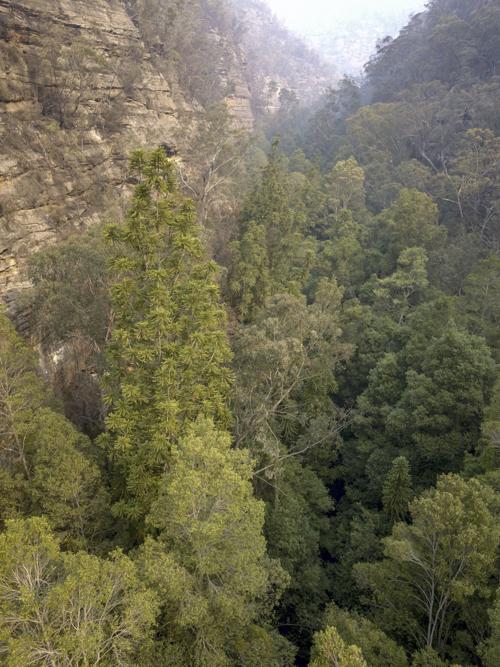 Australia Dinosaur Trees