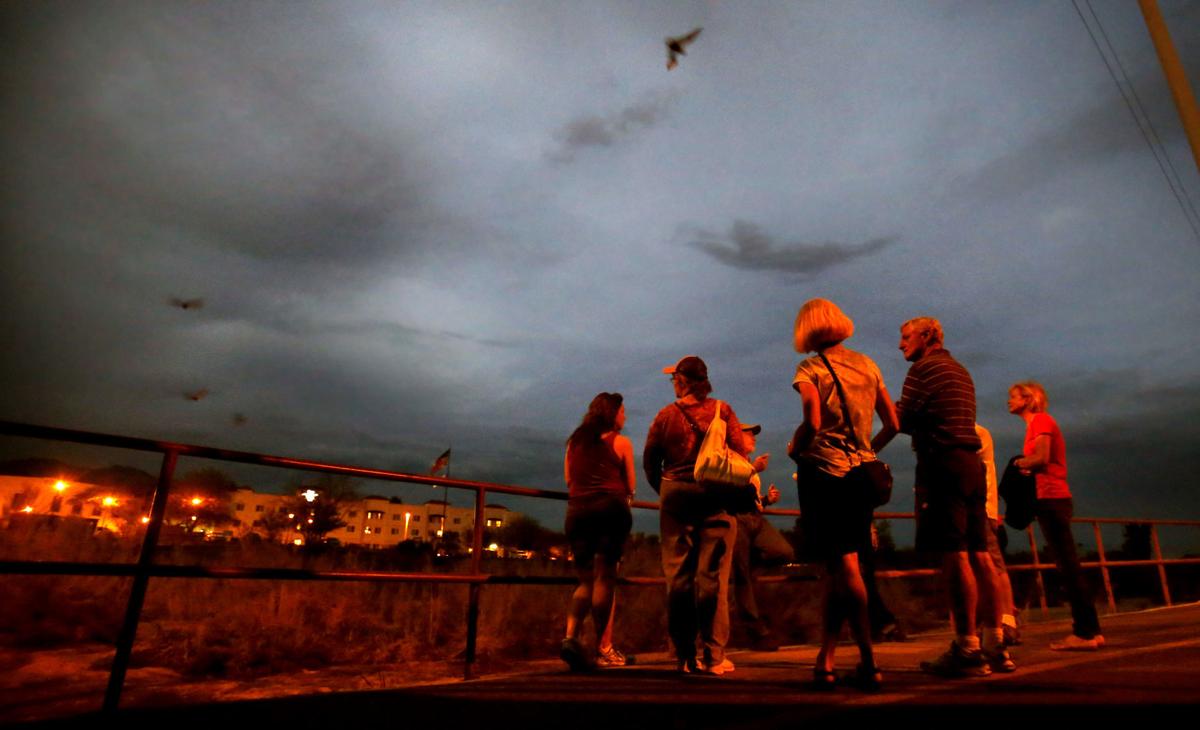 Bats in Flight — Pima County Rillito River Park