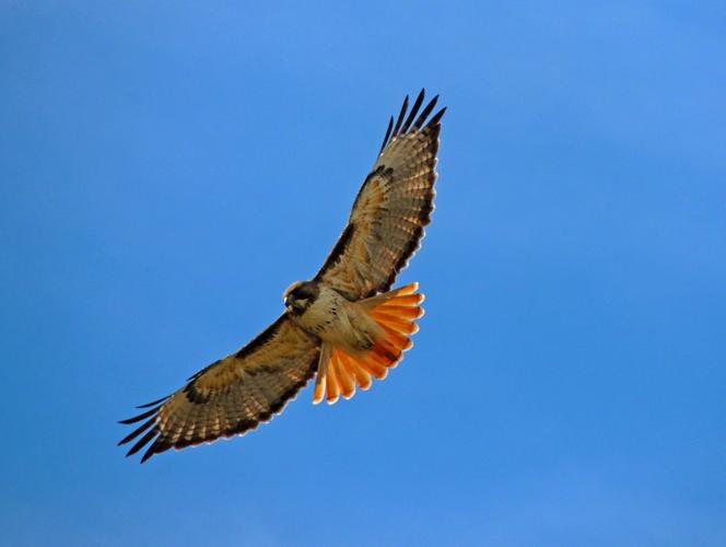 Red-tailed hawk