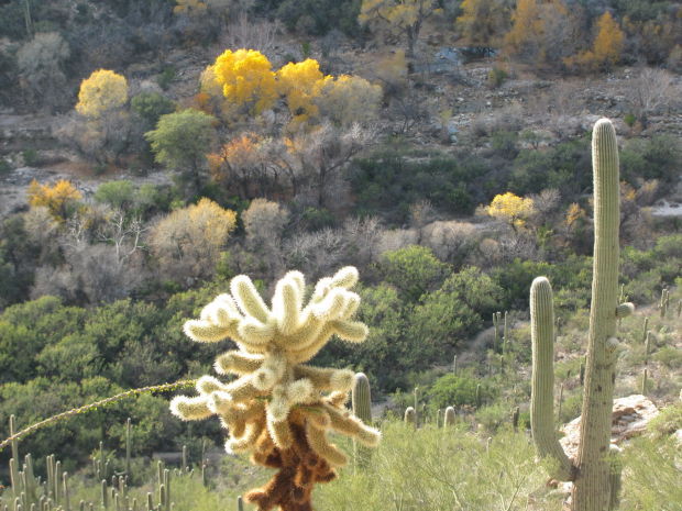Cactus and cottonwoods in Sabino Canyon