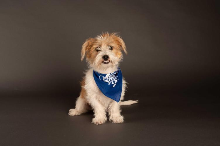 Animal Planet's pup-ular Puppy Bowl to go on as planned