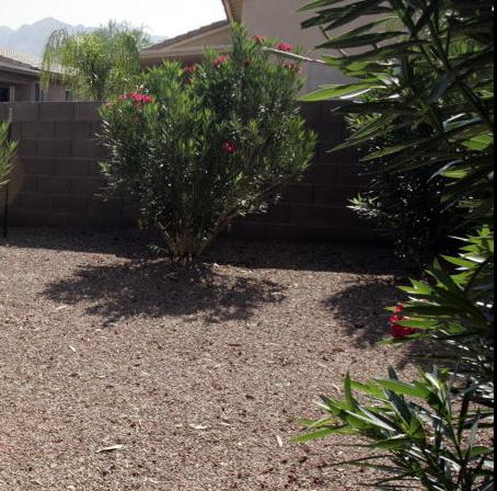 Oleanders not producing flowers