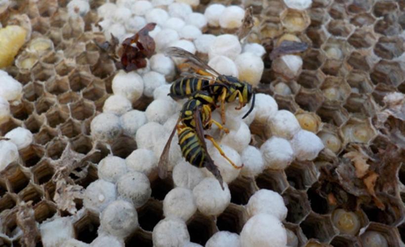Wasps-2022.jpg