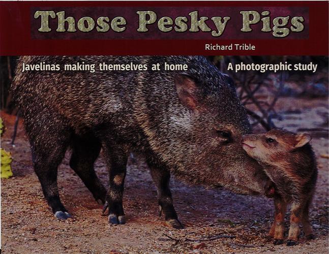 Those Pesky Pigs: Javelinas Making Themselves at Home: A Photographic Study