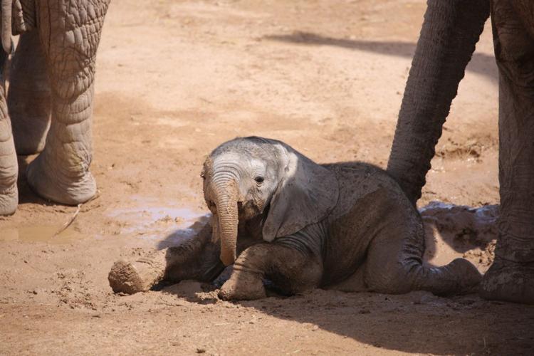 Reid Park Zoo, baby elephant