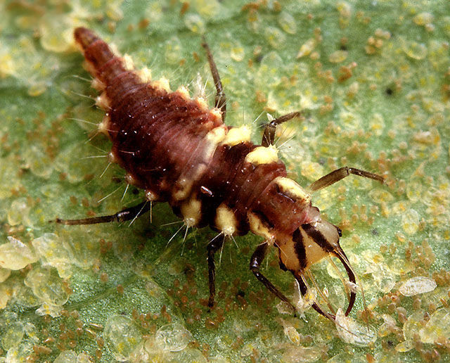 Chrysopidae - Wikipedia