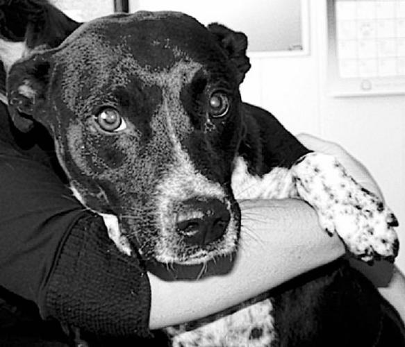 Adopt a pet  