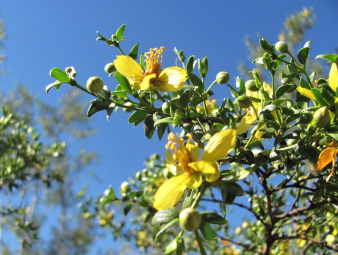 Creosote blooms