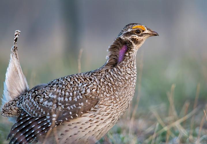 Sharp-tailed grouse closeup