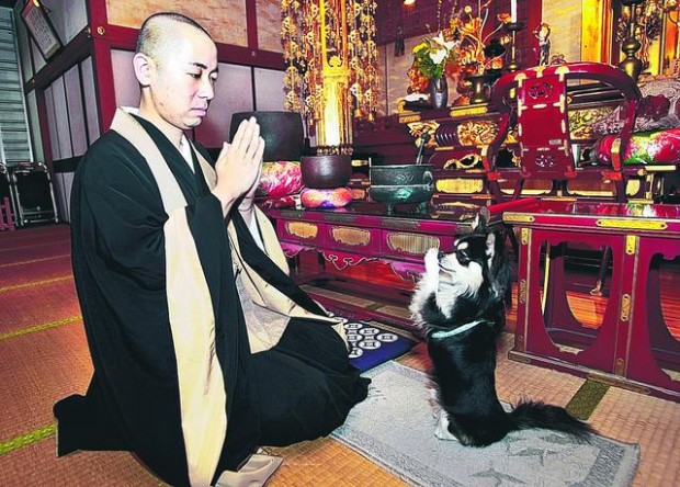 'Praying' pup draws tourists to Buddhist temple in Japan  