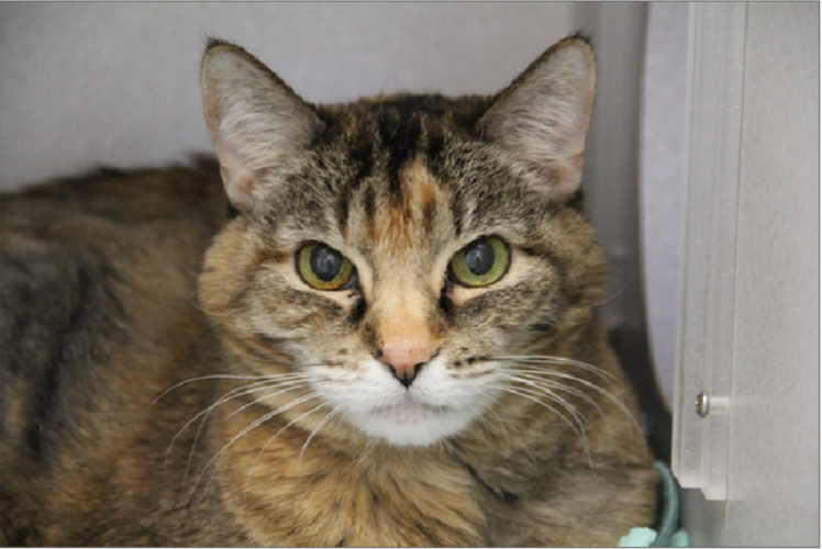 Adopt a Friend: Brooke