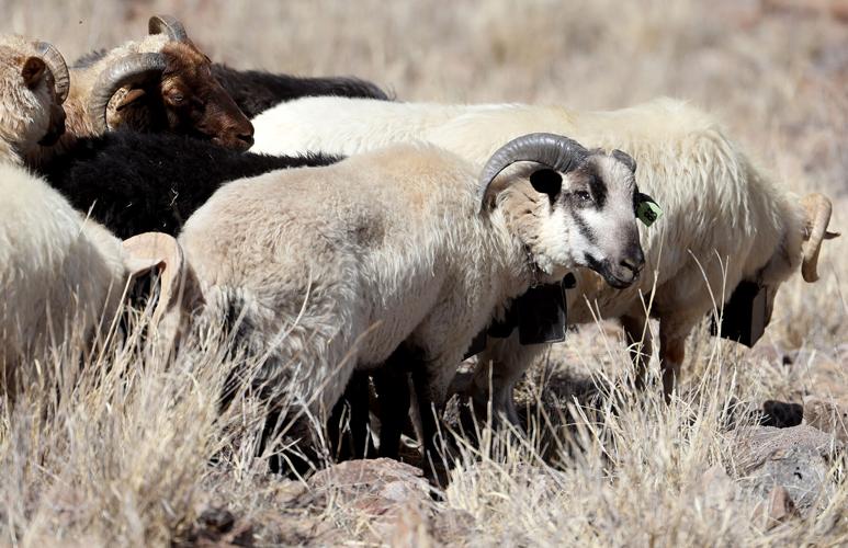 Fight against buffelgrass on 'A' Mountain has weed warriors counting sheep