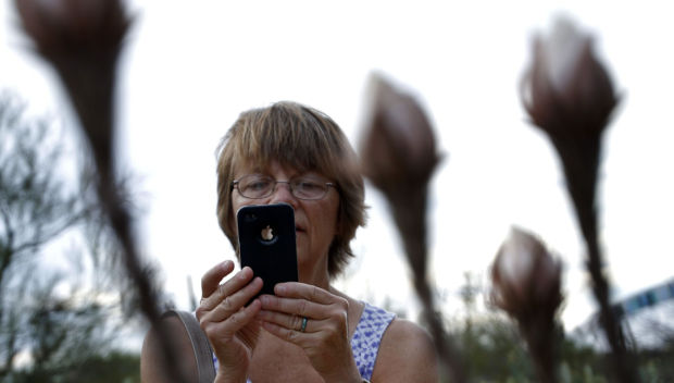 Night-blooming cereus