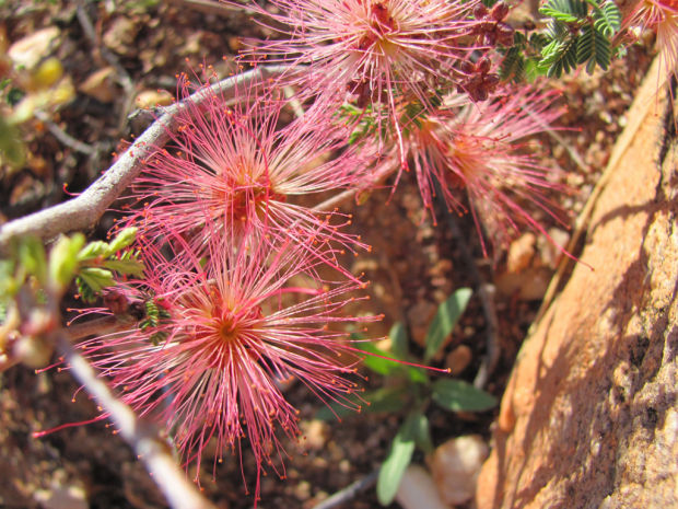 Springtime brings out colors of wildflowers    