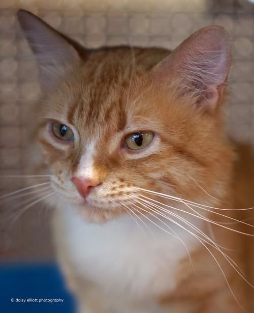 Adopt a friend: Chief