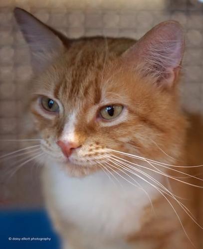 Adopt a friend: Chief