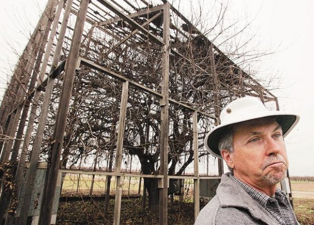 Mother Tree a gem of a pistachio  