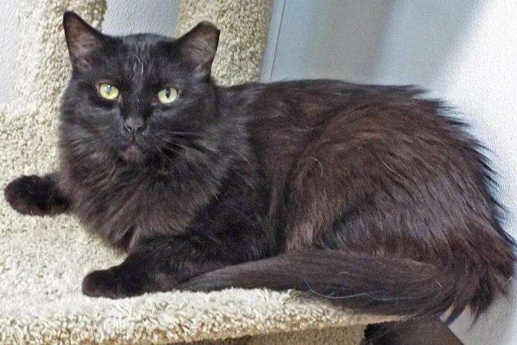 Adopt a friend: Camper