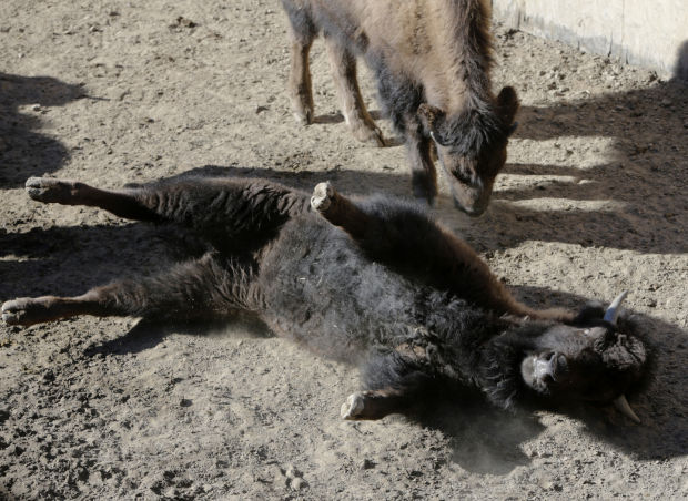 Yellowstone Bison Slaughter